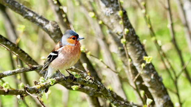 Photo finch sits on a branch