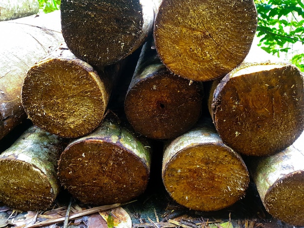 Trova immagini stock di pali di legno in hd