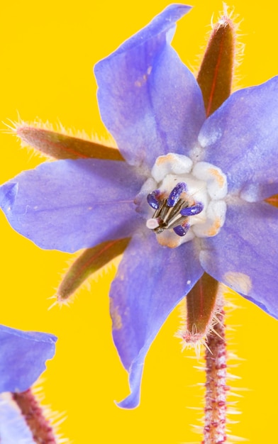 Fine art fotografie van de blauwe bloemen van de borage plant geïsoleerd op een gele achtergrond