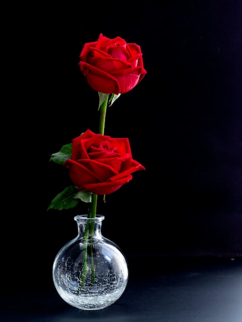 Fine Art Photography: Roses