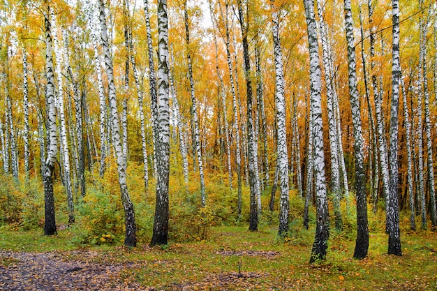 A fine autumn day, a birch grove, yellow and orange leaves