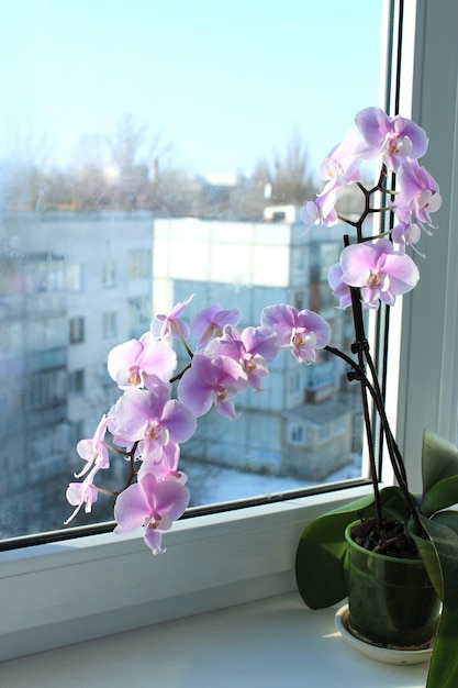 Fine branch of a blossoming pink orchid