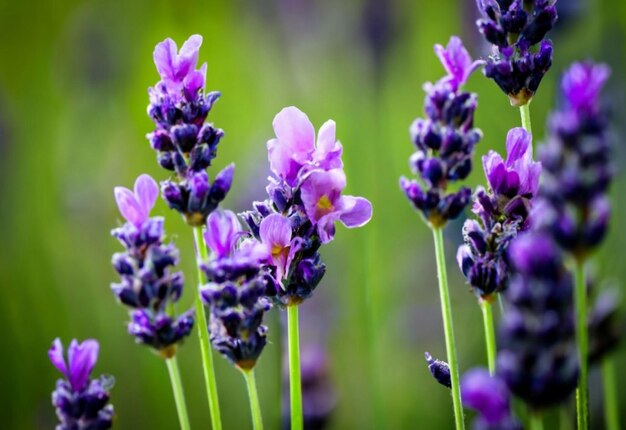 Photo the fine details of a lavender blossom