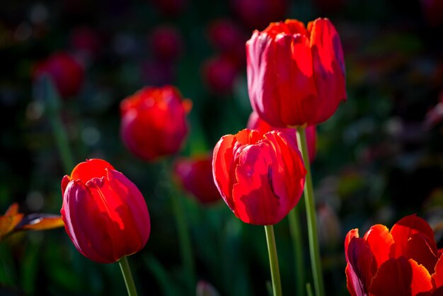 Fine flowers a closeup of red tulips against the background of indistinct