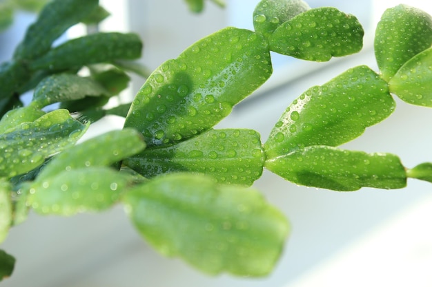 Fine leaves of the flower of Schlumbergera