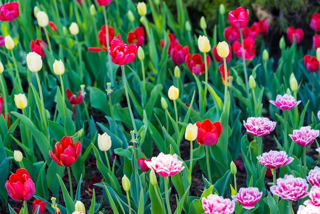 Bei fiori eterogenei di tulipani per uno sfondo naturale