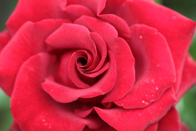 細かい赤いバラ