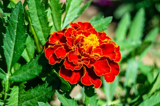 野生の花のカレンドゥーラ (Marigold calendula) は草原の草原に生息する花のカレンデュラ (Candula) である