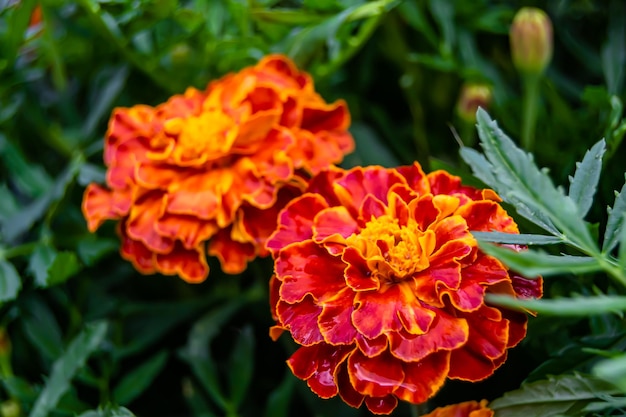 Fine wild growing flower marigold calendula on background meadow photo consisting from wild growing flower marigold calendula to grass meadow wild growing flower marigold calendula at herb meadow