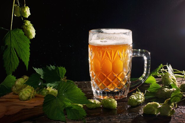 Fine yellow unfiltered beer in a transparent mug on a black background with hop sprouts.