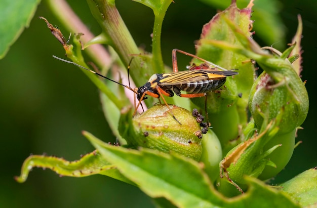 Finestreaked bugkin