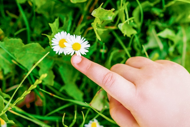 Finger of child touching white daisy.