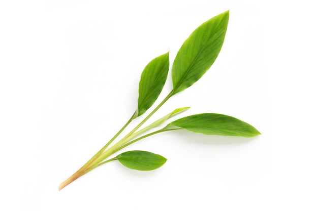 Fingerroot leaves on white background.