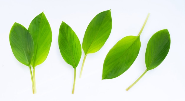 Photo fingerroot leaves on a white surface