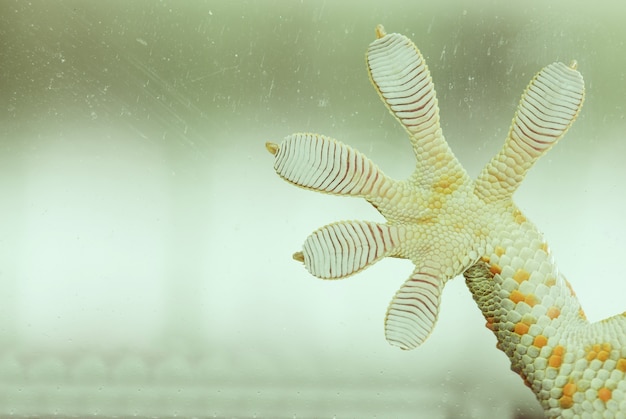 Fingers of Gecko on glass - vacuum feed macro - WALL STICKER