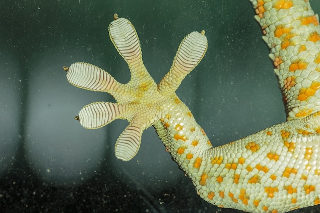 Fingers of Gecko on glass