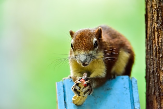 Photo finlayson's squirrel