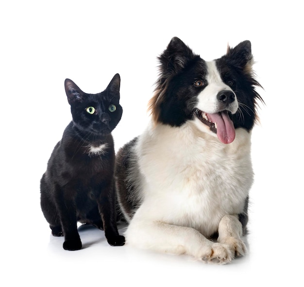 Finnish Lapphund and cat in front of white background