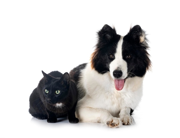 Finnish Lapphund and cat in front of white background