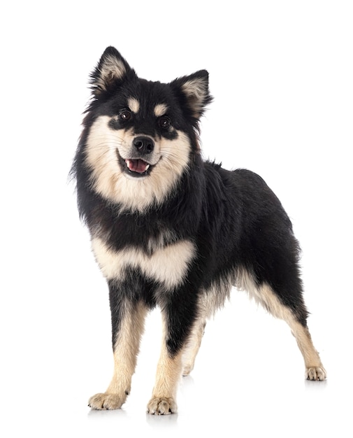 Finnish Lapphund dog