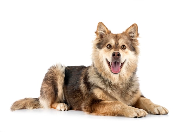 Finnish Lapphund in front of white background