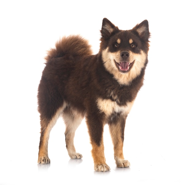 Finnish Lapphund in front of white background