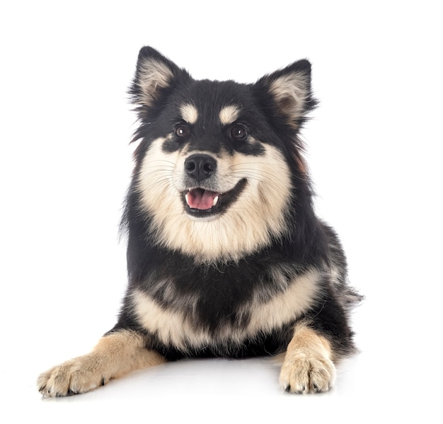 Finnish Lapphund in front of white background