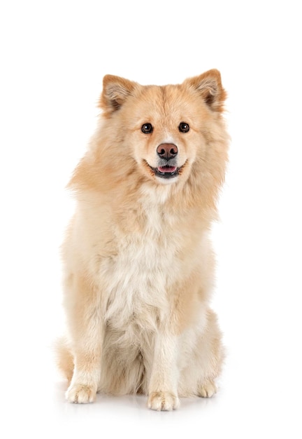 Finnish Lapphund in front of white background