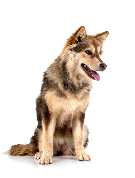 Finnish Lapphund in front of white background