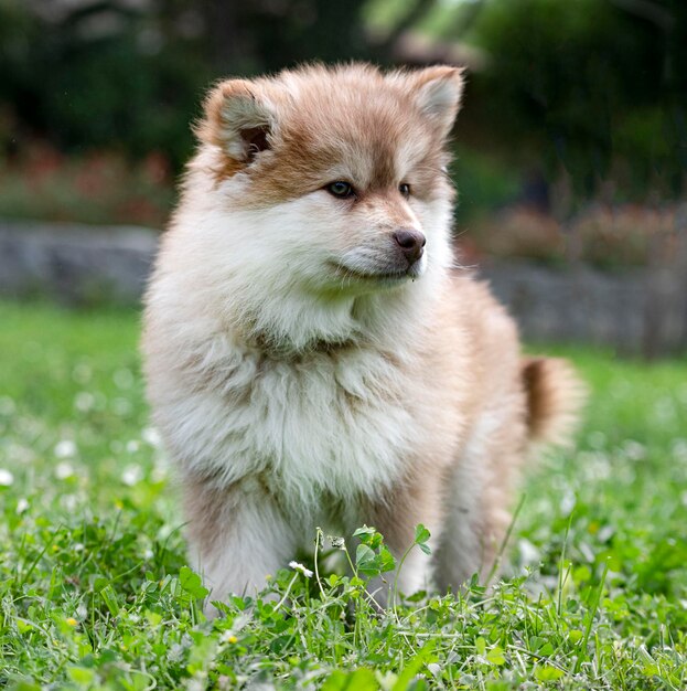 Finnish Lapphund in a garden