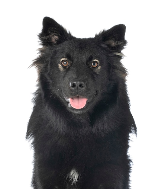 Finnish Lapphund isolated on white