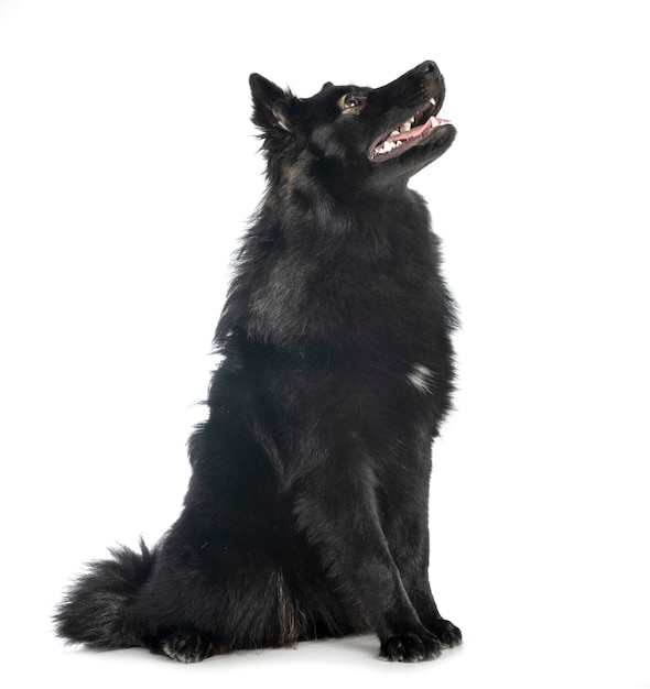 Finnish Lapphund isolated