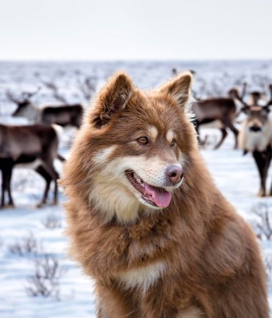 Finnish Lapphund in nature