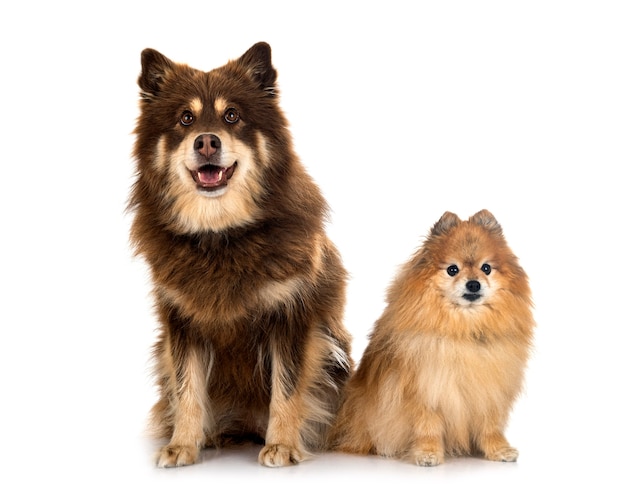 Finnish Lapphund and spitz in front of white background