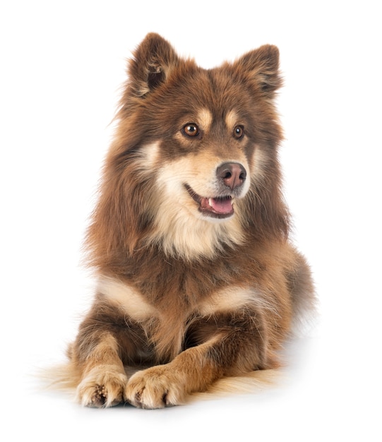 Lapphund finlandese in studio