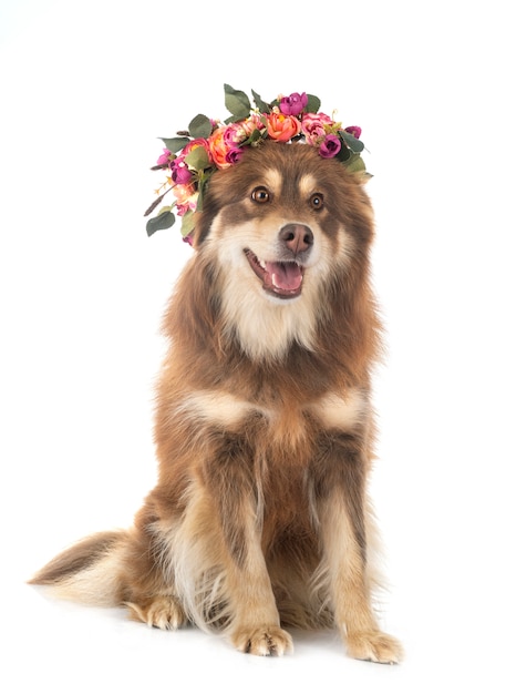 Finnish Lapphund in studio