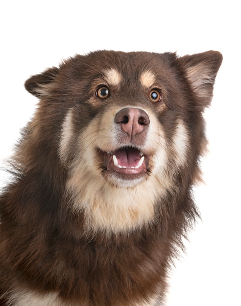 Finnish Lapphund in studio