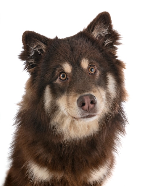 Finnish Lapphund in studio