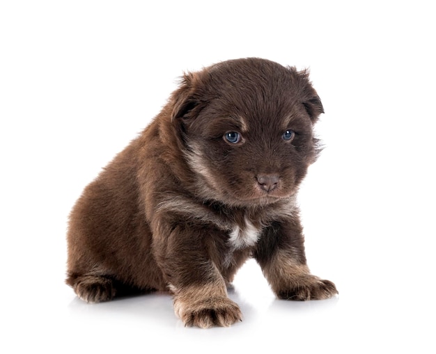 Finnish Lapphund in studio