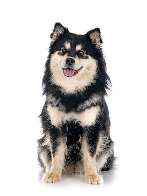 Finnish Lapphund in studio