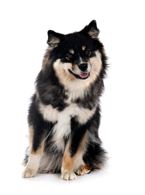 Finnish Lapphund in studio