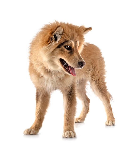 Finnish Lapphund in studio