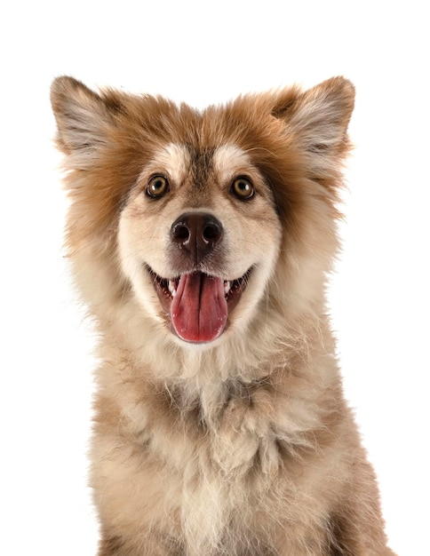 Finnish Lapphund in studio