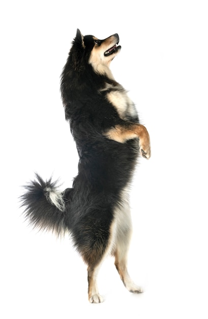 Finnish Lapphund 