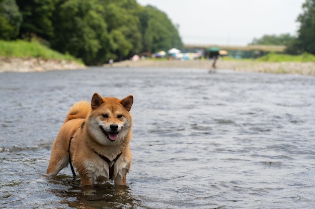 Finnish spitz dog Karelian Finnish laika hunter with a dog on a frozen lake