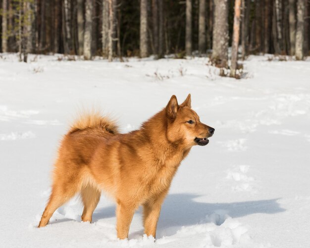 Finnish Spitz standing in boreal forest on a sunny winter day