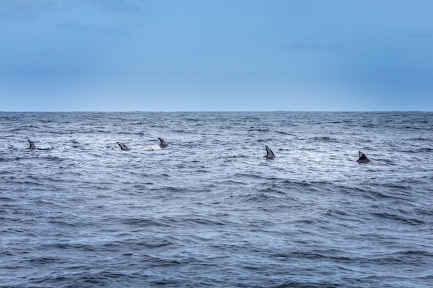 Photo fins in a row. school of dolphins in the pacific ocean