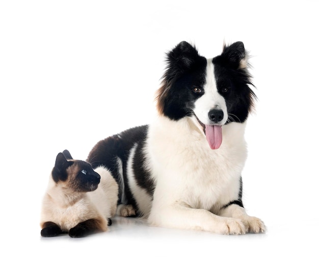 Finse Lappenhond en kat