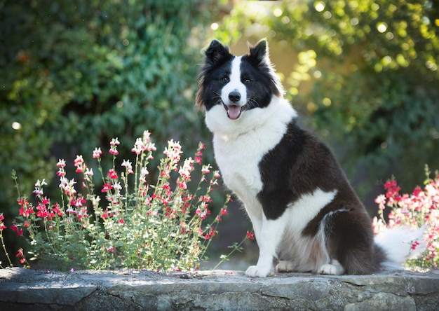 Finse lappenhond in de natuur