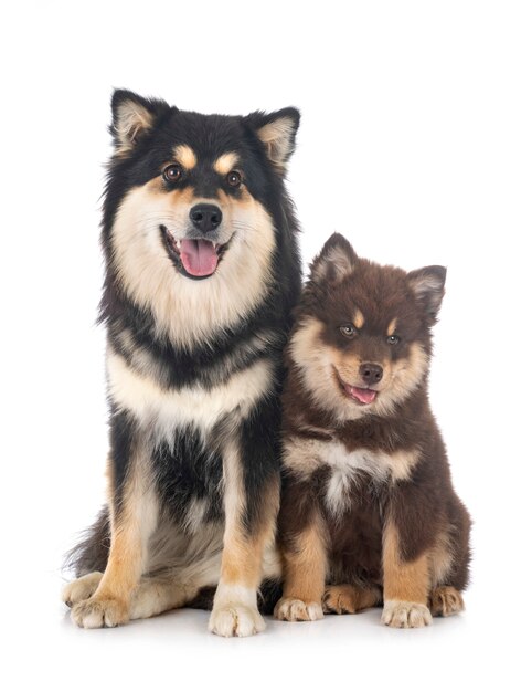 Finse Lapphund-puppy's op witte achtergrond